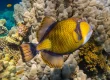 triggerfish hurghada egypt