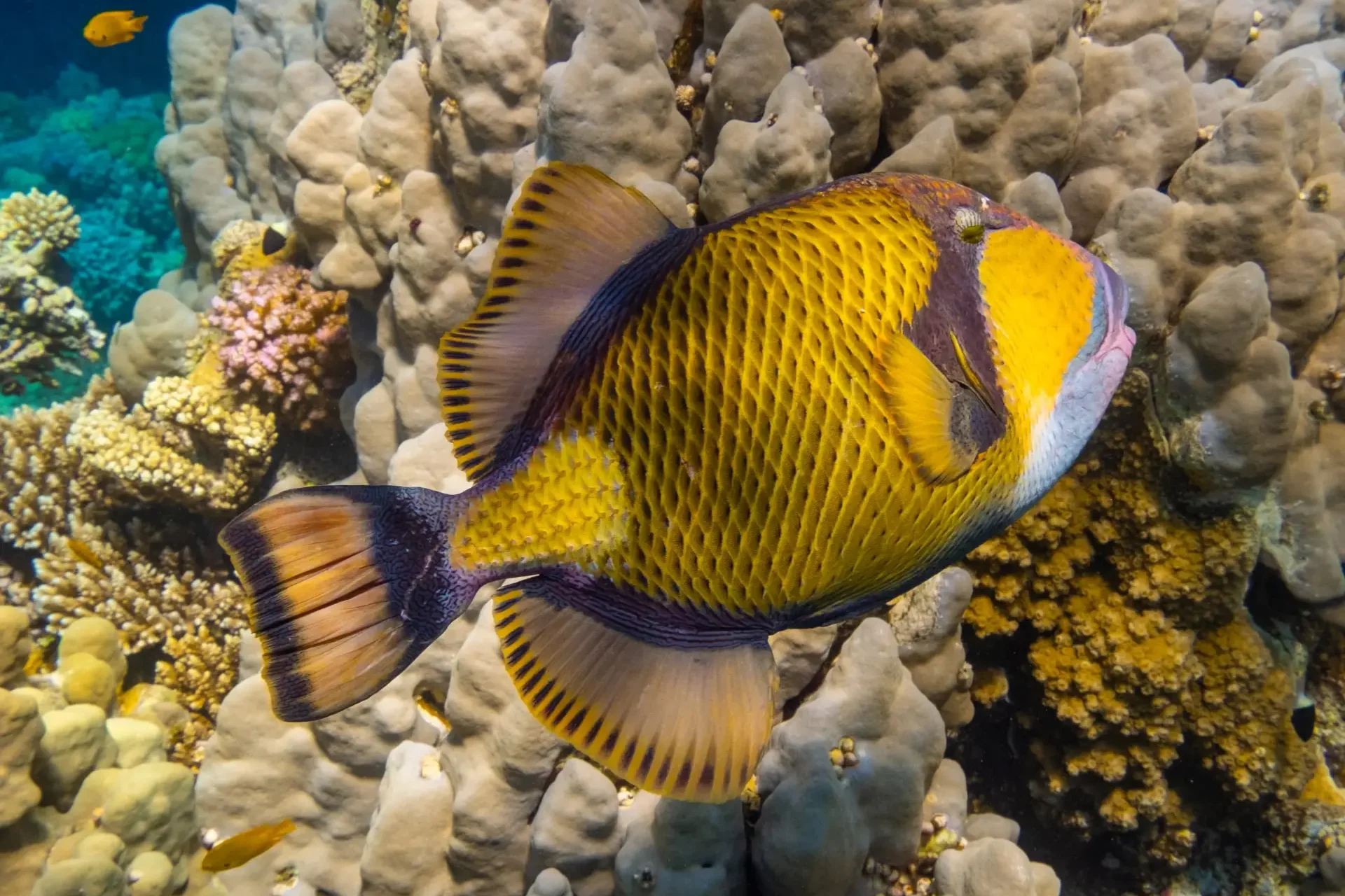 triggerfish hurghada egypt