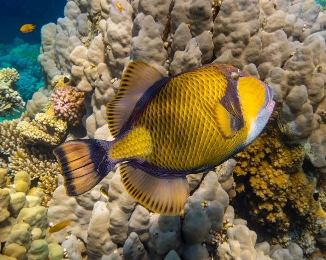 titantriggerfish triggerfish hurghada egypt