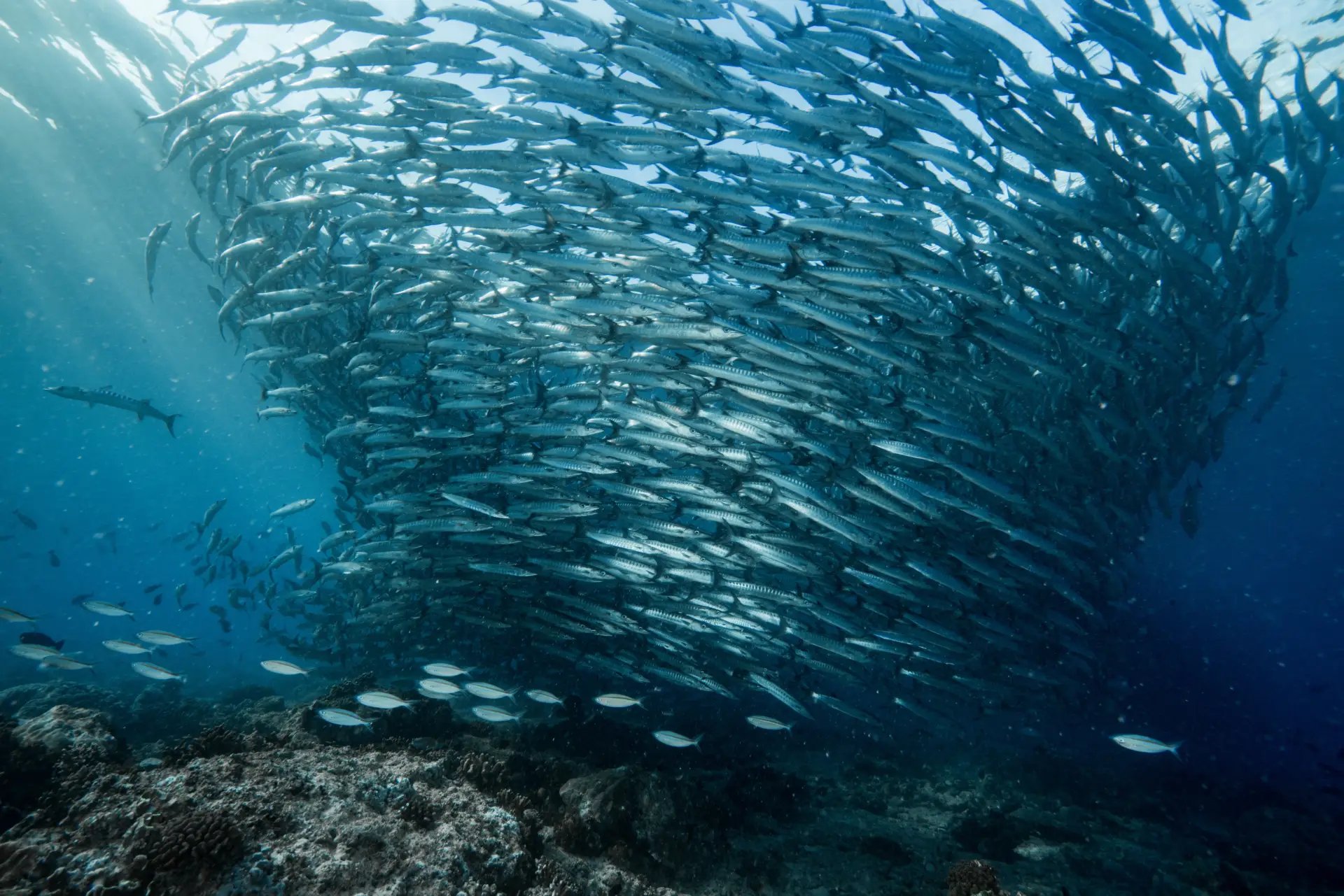 affordable diving