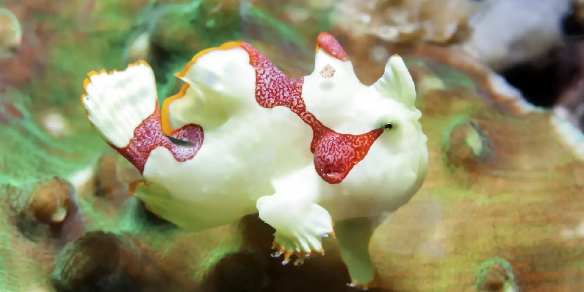 boholfrogfish
