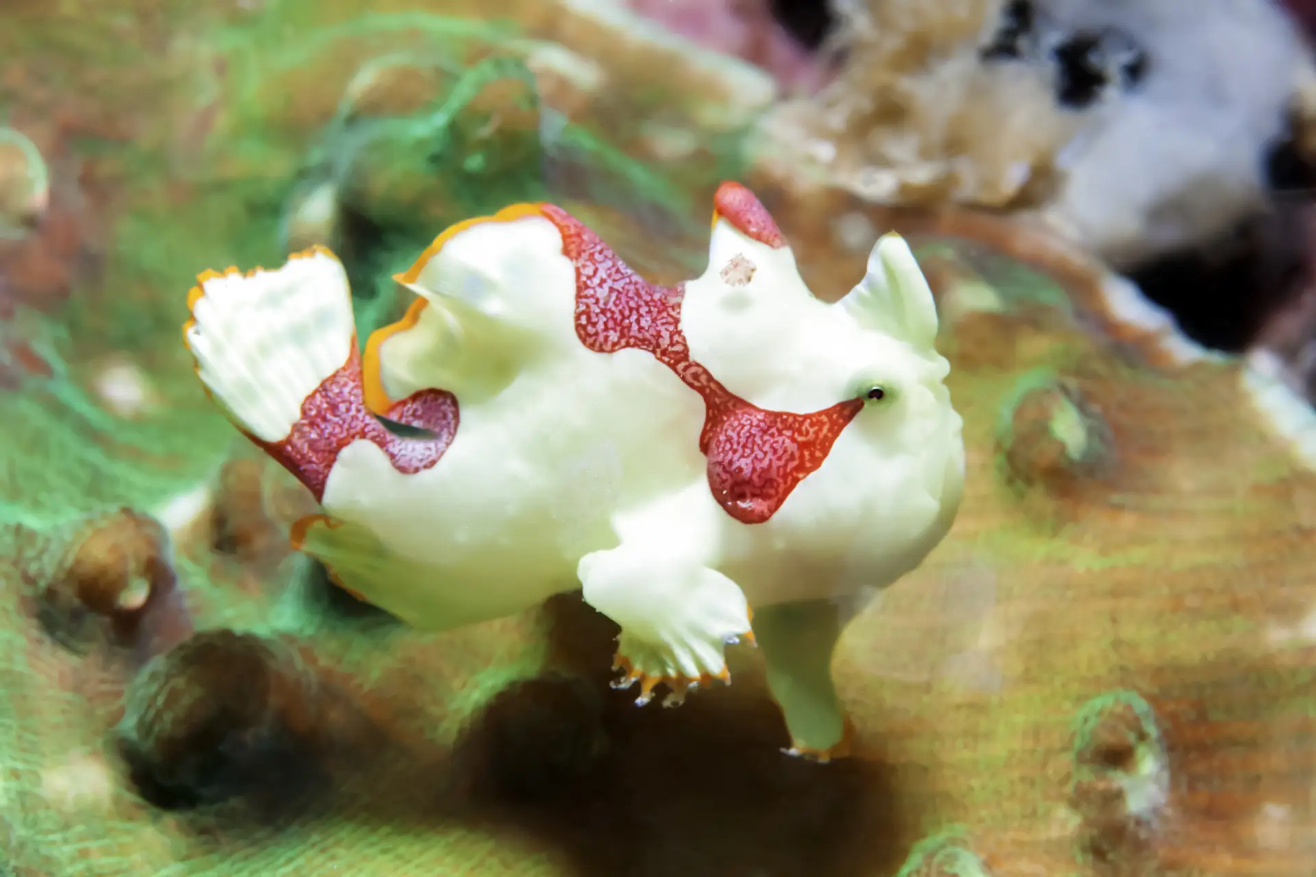 boholfrogfish